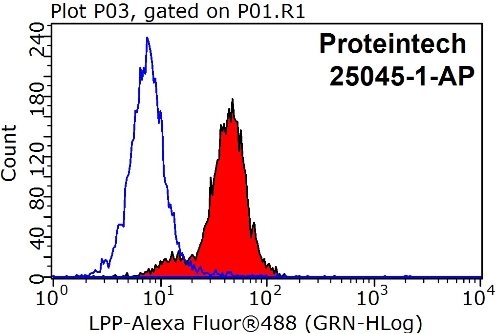 LPP Polyclonal antibody
