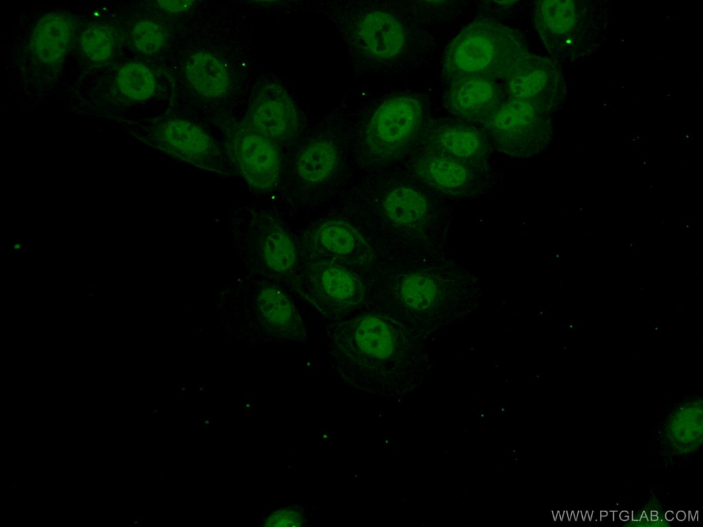 C19orf57 Polyclonal antibody