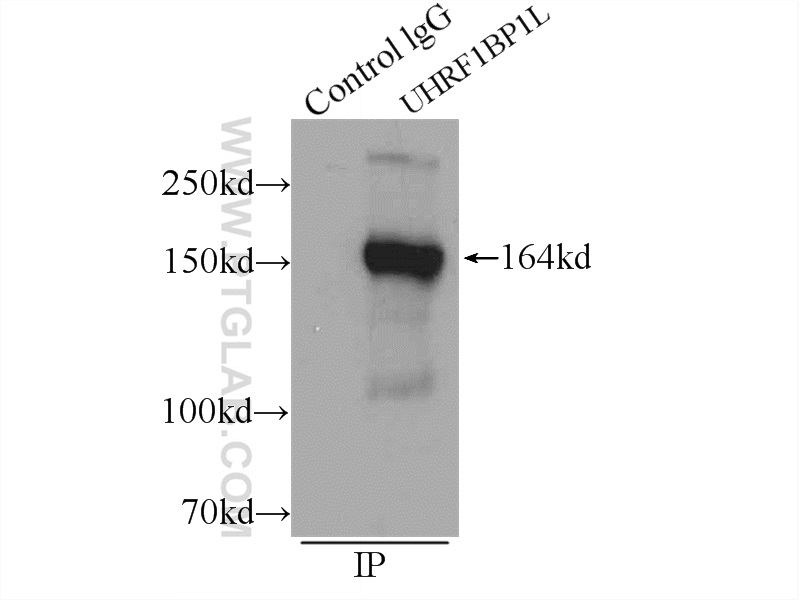 UHRF1BP1L Polyclonal antibody