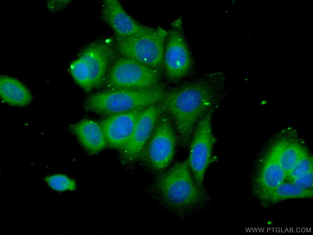C6orf211 Polyclonal antibody
