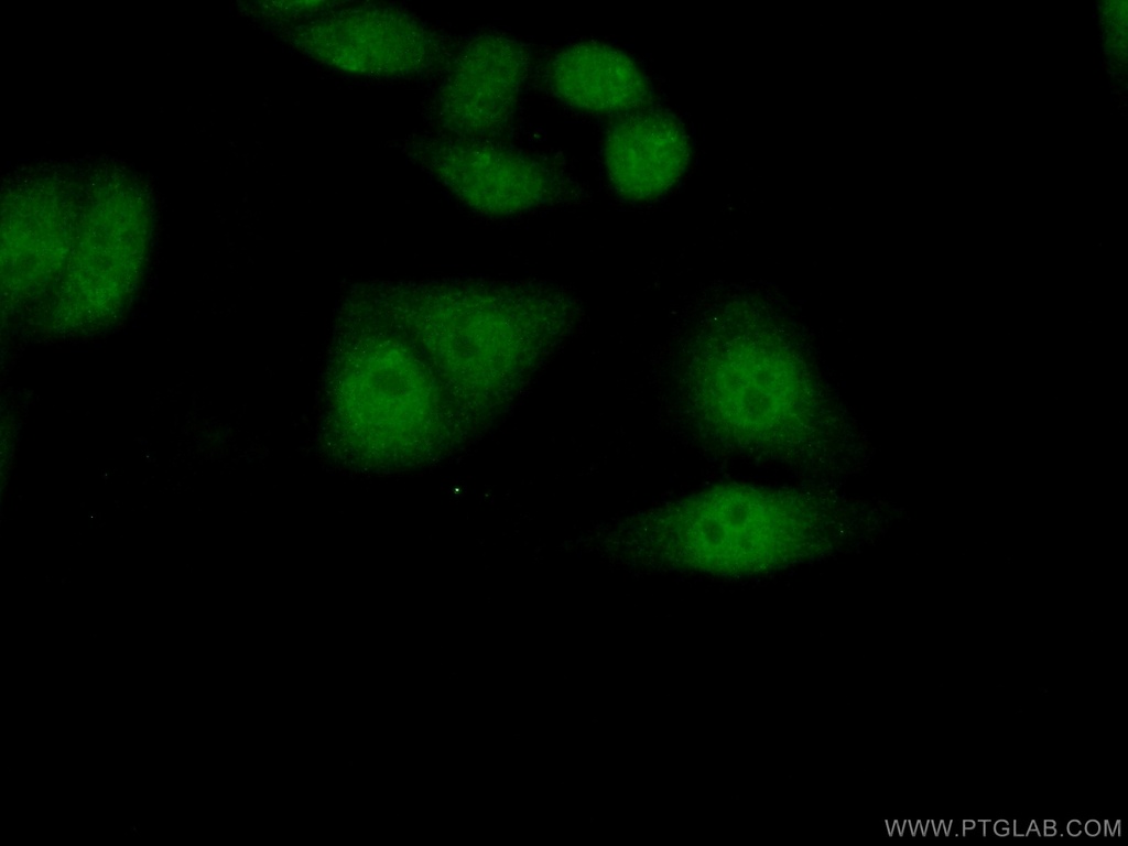RNF38 Polyclonal antibody