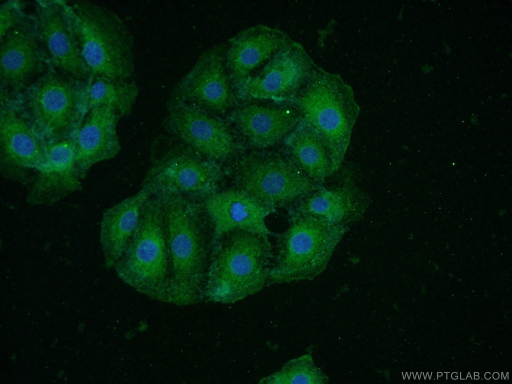 HAP1 Polyclonal antibody