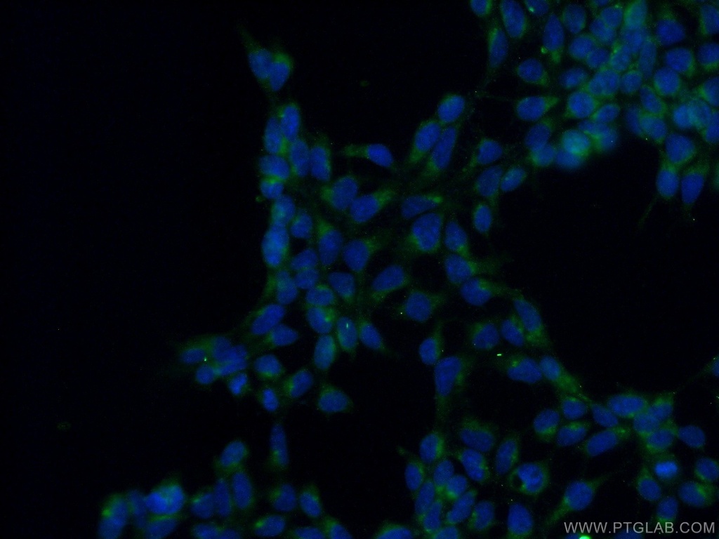 PTCD3 Polyclonal antibody