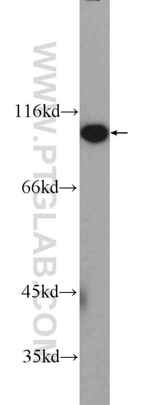 FAM40B Polyclonal antibody