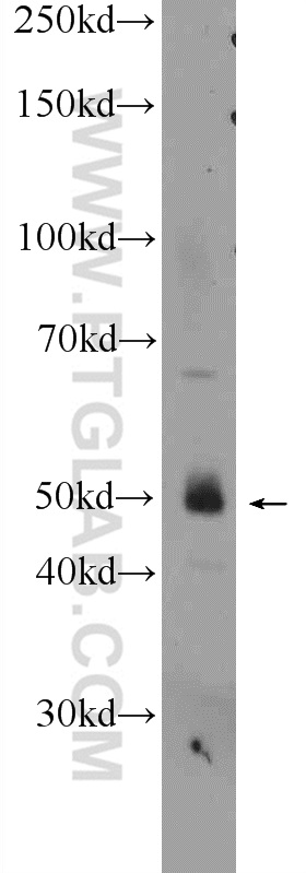 WIPI1 Polyclonal antibody
