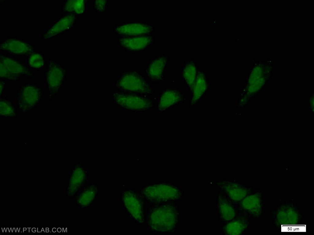 ZNF124 Polyclonal antibody