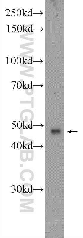 BTN3A1 Polyclonal antibody