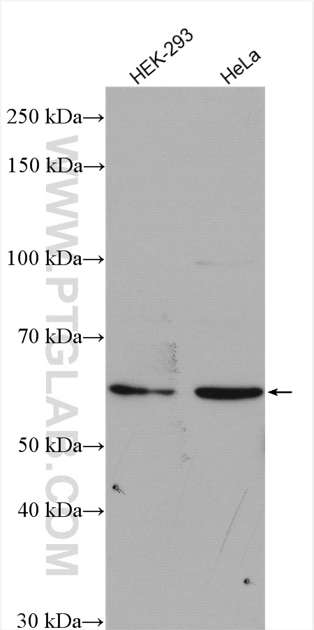 C15orf44 Polyclonal antibody