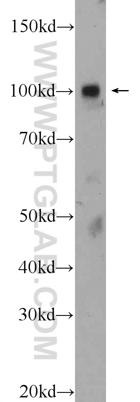 ZNF483 Polyclonal antibody