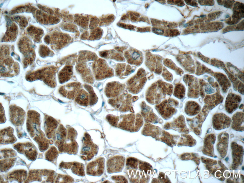 GUCY2F Polyclonal antibody