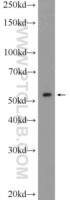 Nesprin 2 Polyclonal antibody