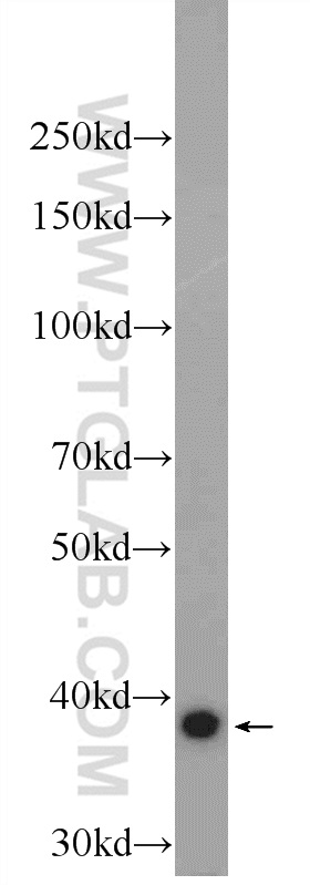 FAM98C Polyclonal antibody