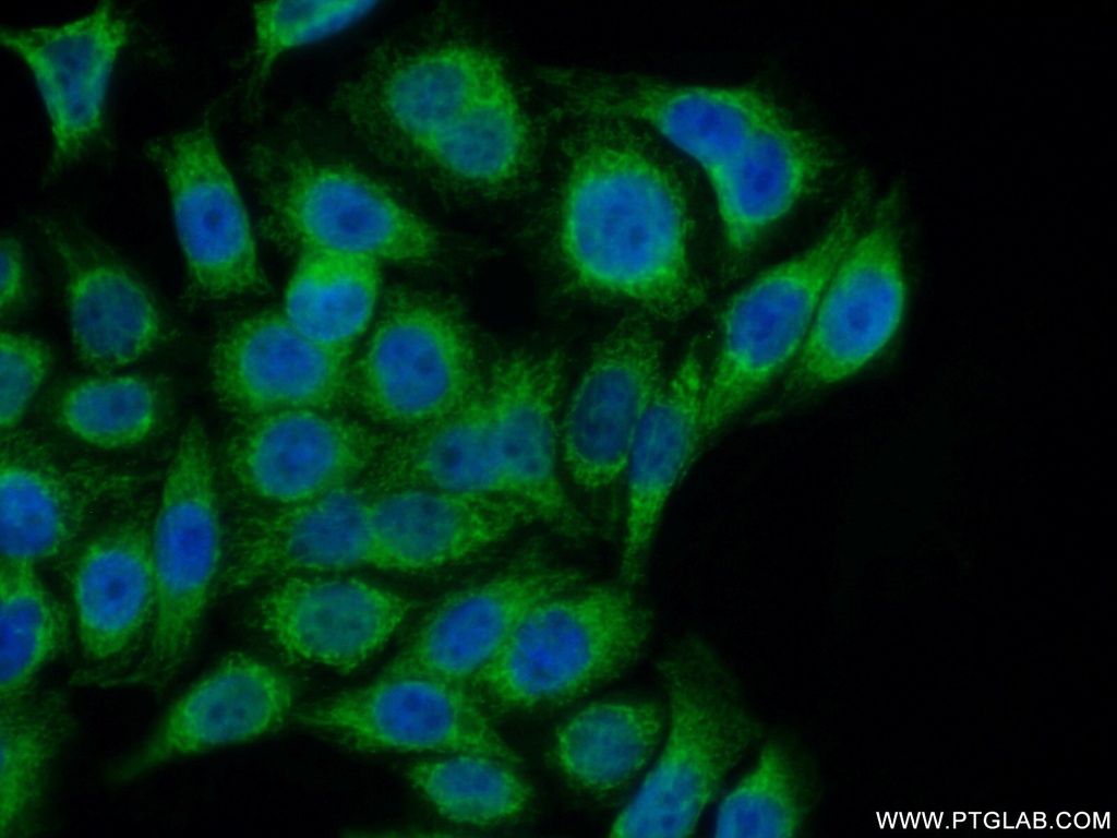COA7 Polyclonal antibody