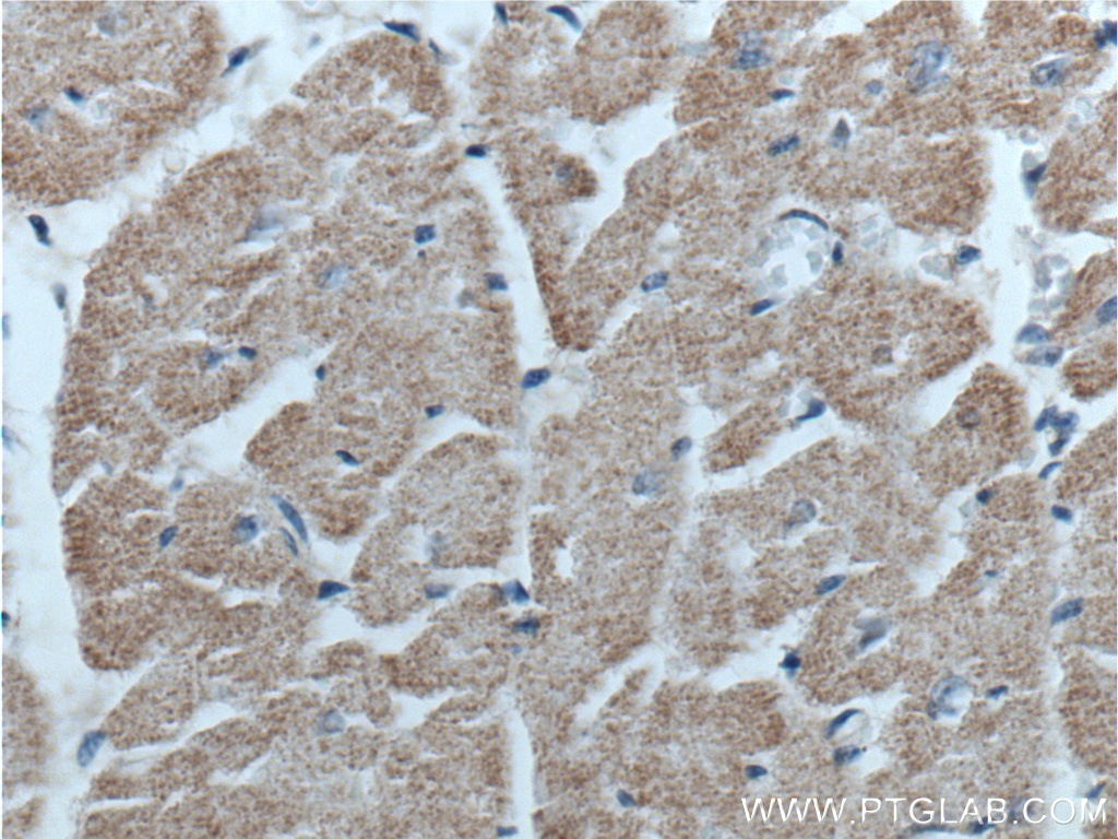 GFRA3 Polyclonal antibody