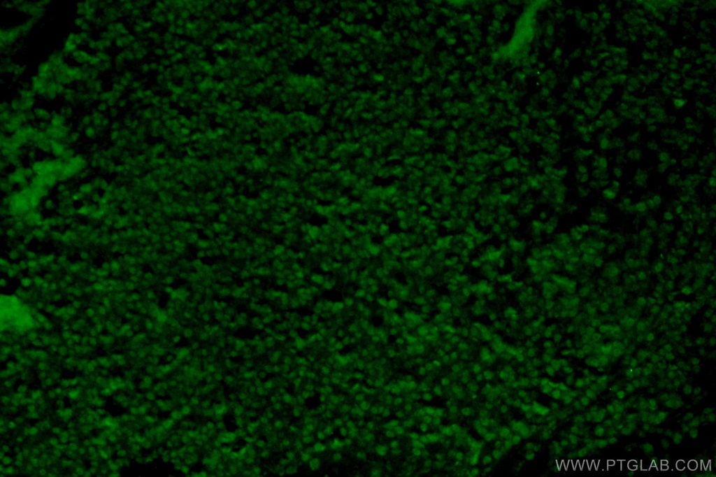 SOX15 Polyclonal antibody