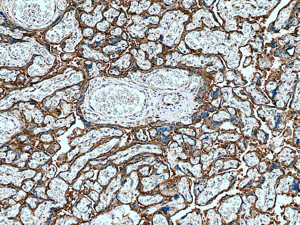 PLAC8L1 Polyclonal antibody