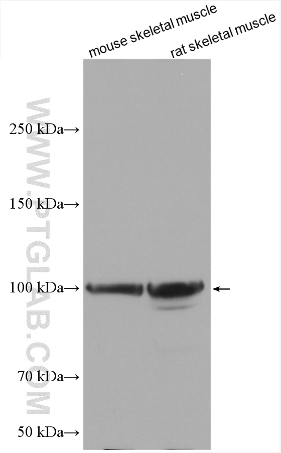 Myopodin Polyclonal antibody