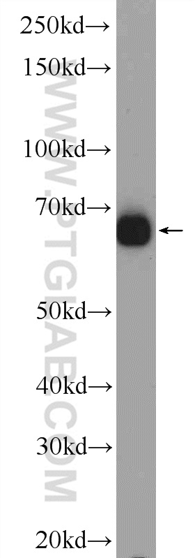 ZNF48 Polyclonal antibody