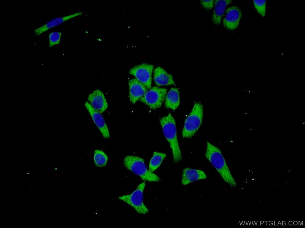 C3orf38 Polyclonal antibody