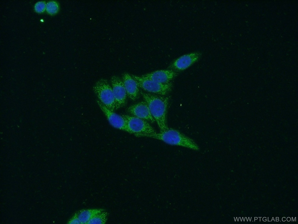 WDR76 Polyclonal antibody