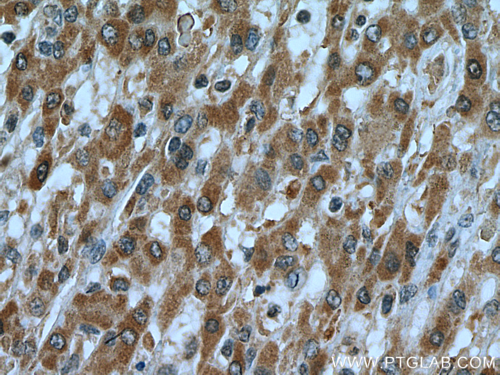 C7orf26 Polyclonal antibody