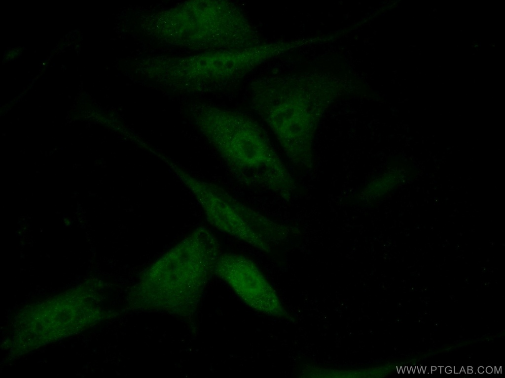 LRRC20 Polyclonal antibody