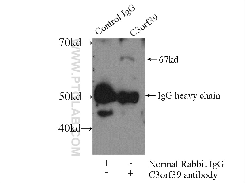 C3orf39 Polyclonal antibody