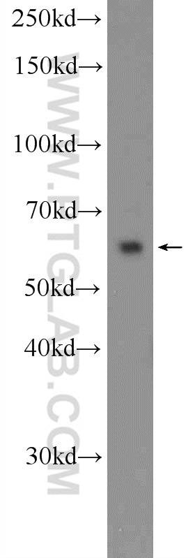 MANSC1 Polyclonal antibody