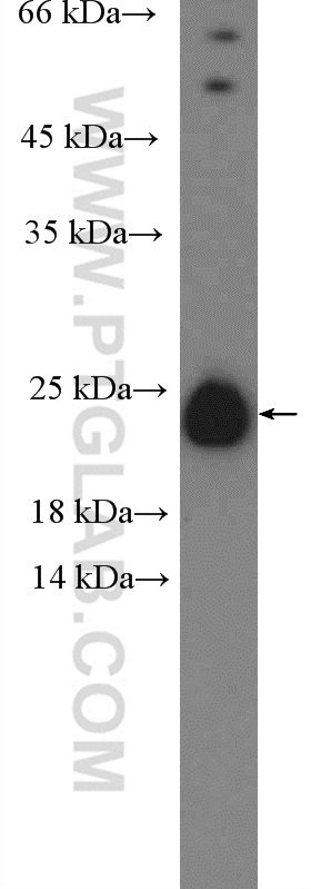 C6orf108 Polyclonal antibody