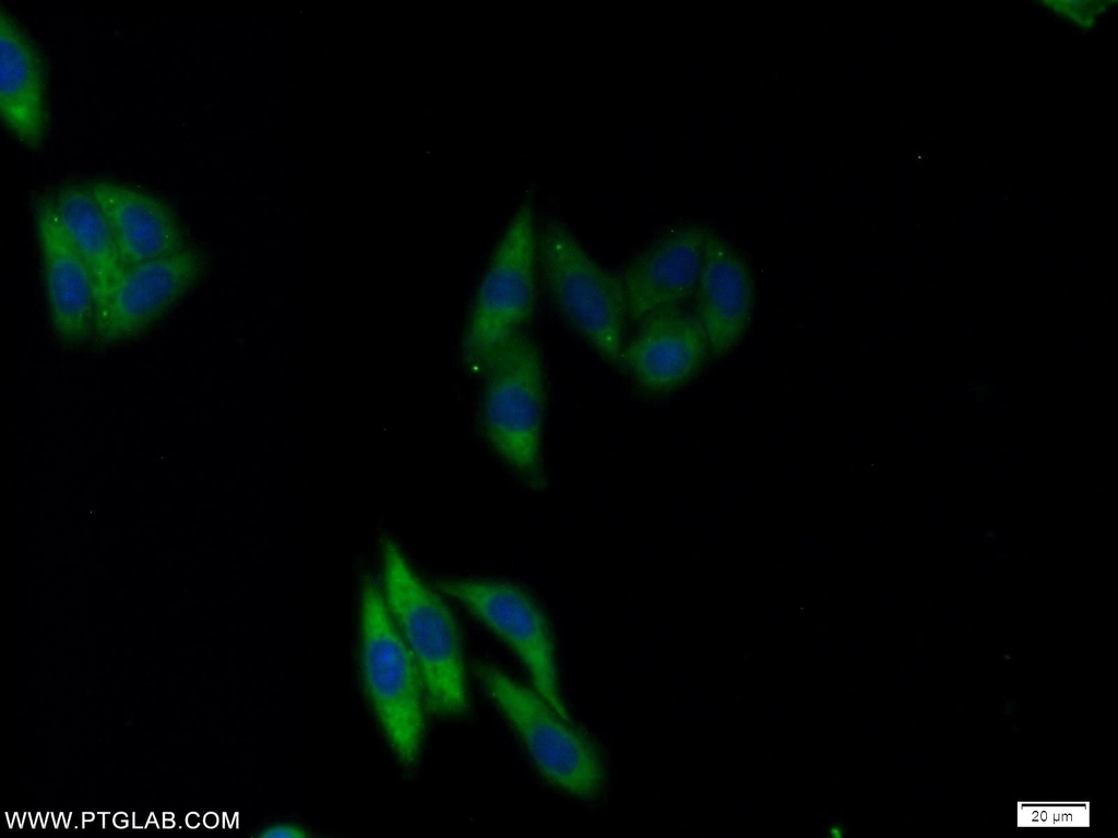 NFU1 Polyclonal antibody