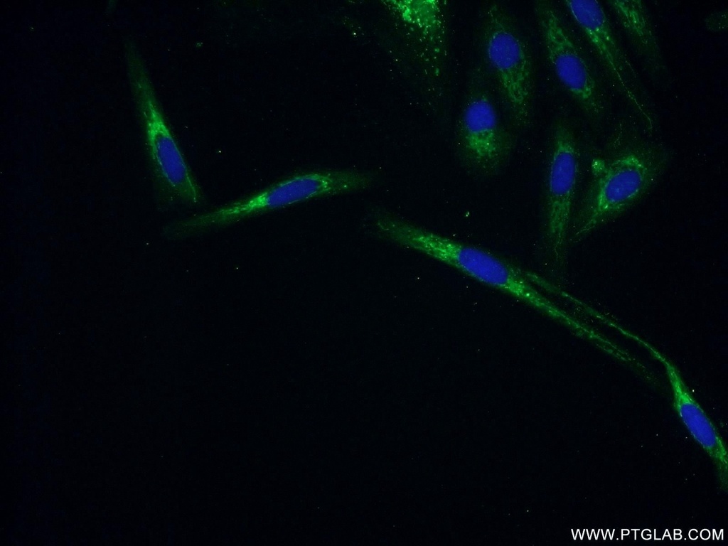 ZNF251 Polyclonal antibody