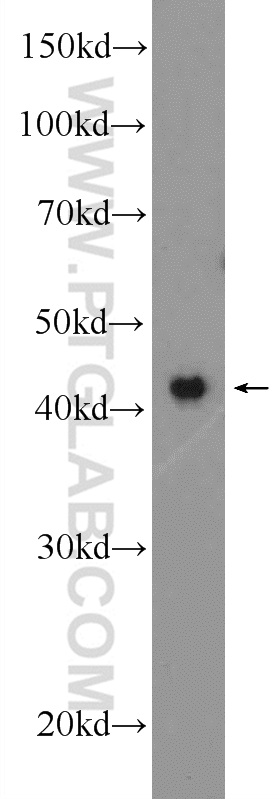 OMCG1 Polyclonal antibody