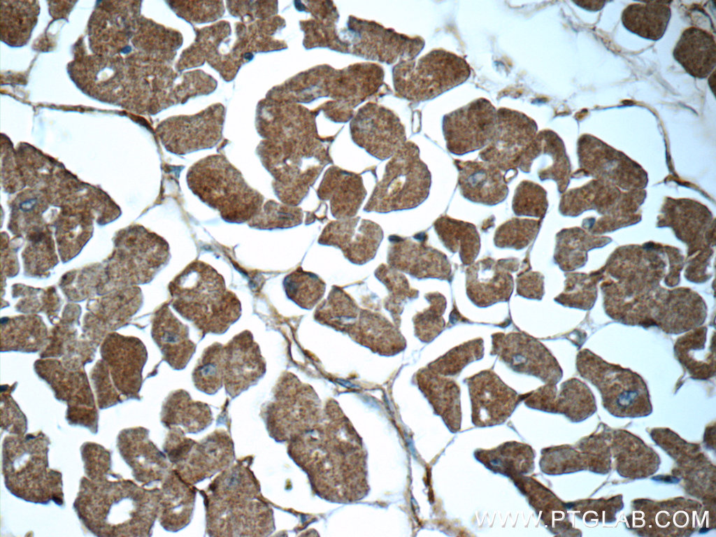 C9orf61 Polyclonal antibody