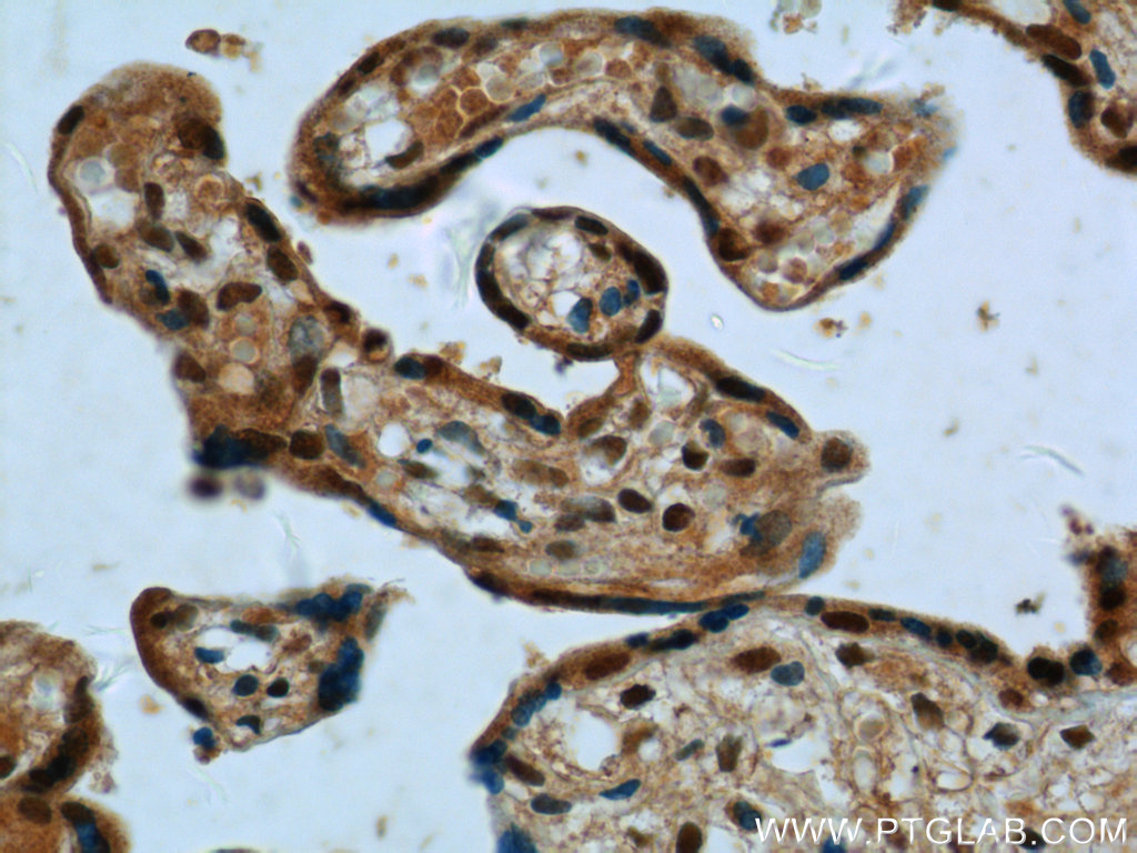 FAM105A Polyclonal antibody