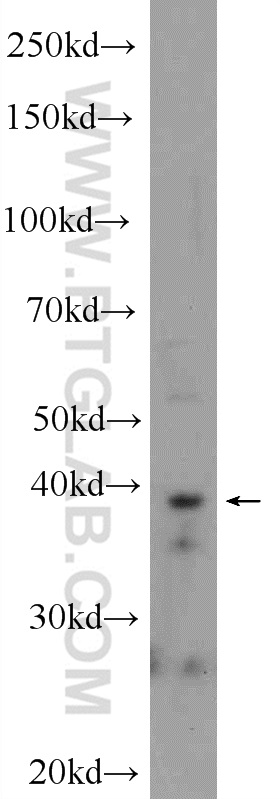 IMPAD1 Polyclonal antibody