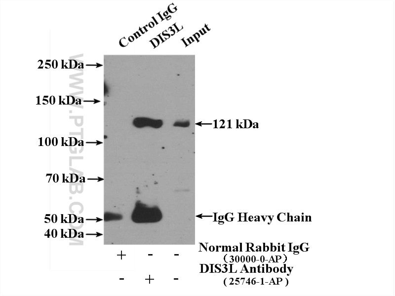 DIS3L Polyclonal antibody