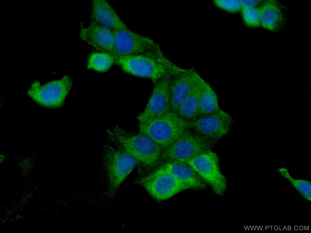 BCAS1 Polyclonal antibody