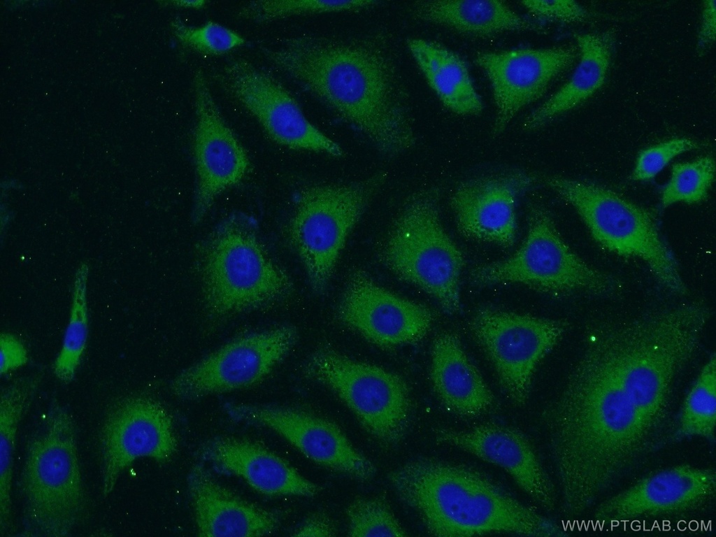 PHOX2A Polyclonal antibody