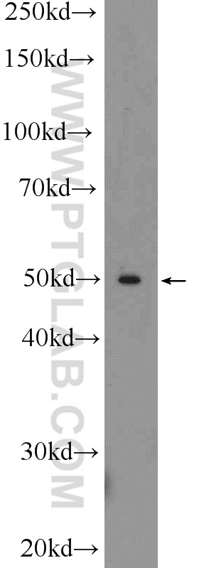 TOM1 Polyclonal antibody