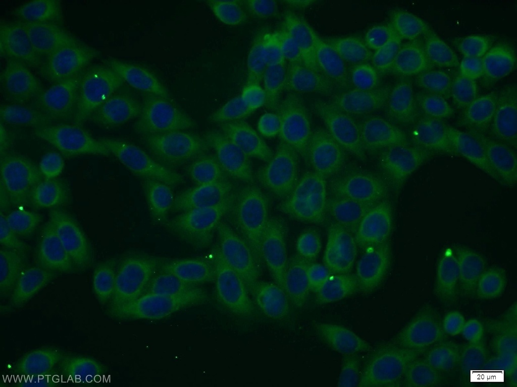 FAM125A Polyclonal antibody