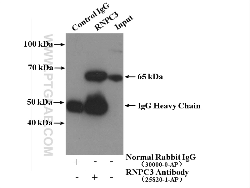 RNPC3 Polyclonal antibody