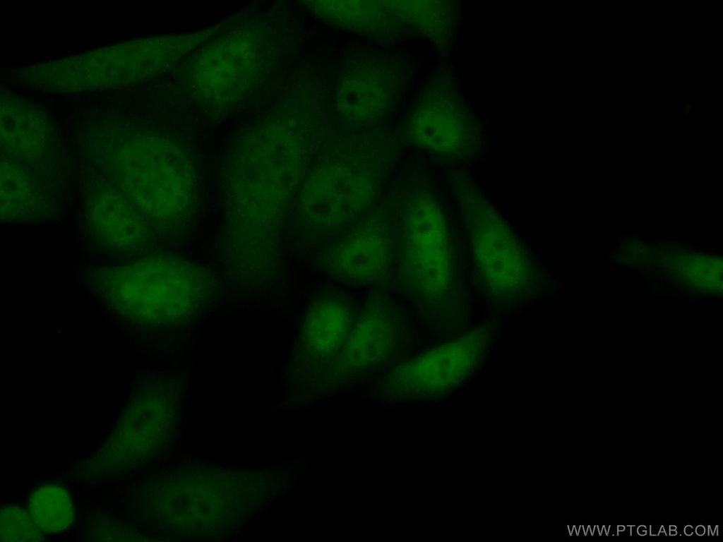 DGCR8 N-terminal Polyclonal antibody