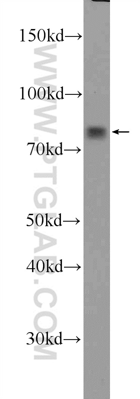 LPPR3 Polyclonal antibody