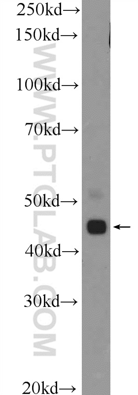 TTLL10 Polyclonal antibody