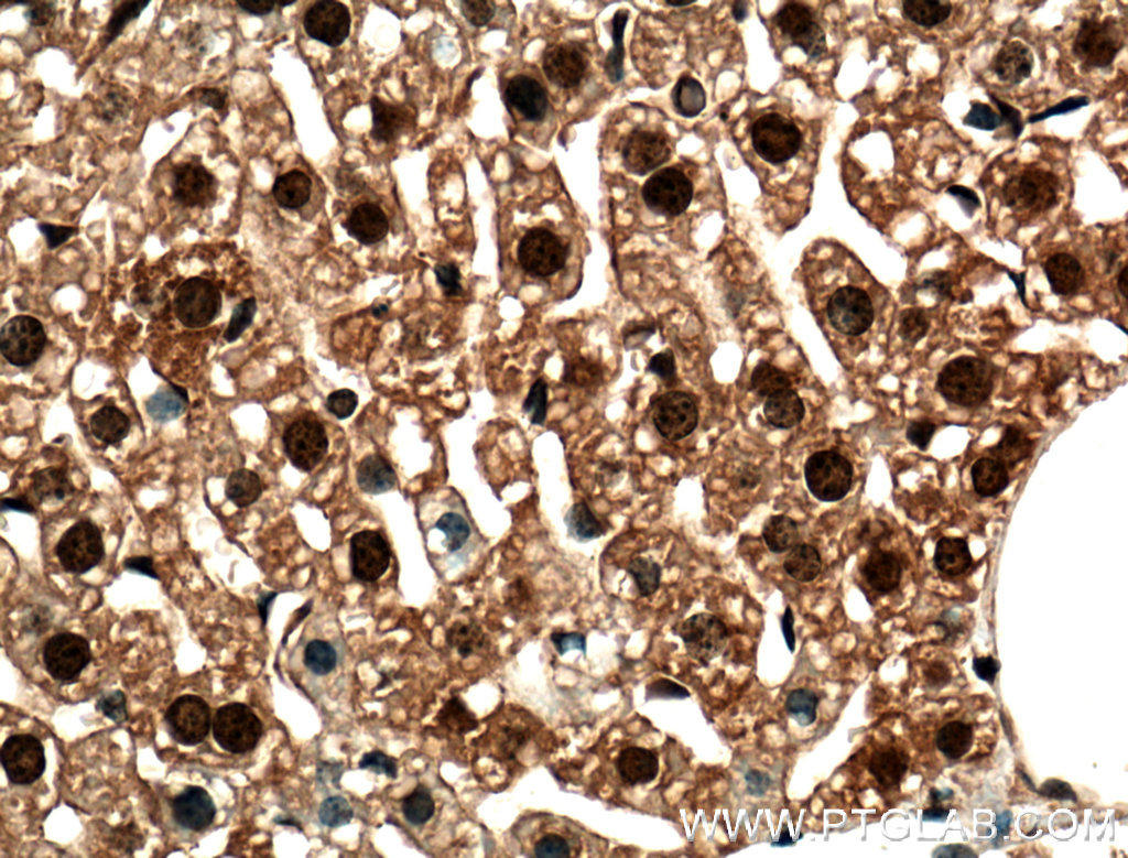 C2orf37 Polyclonal antibody