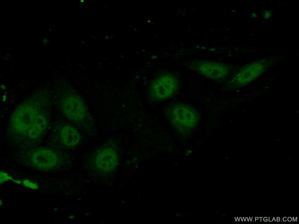 C20orf20 Polyclonal antibody