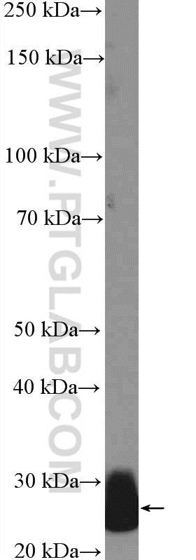 CFD Polyclonal antibody