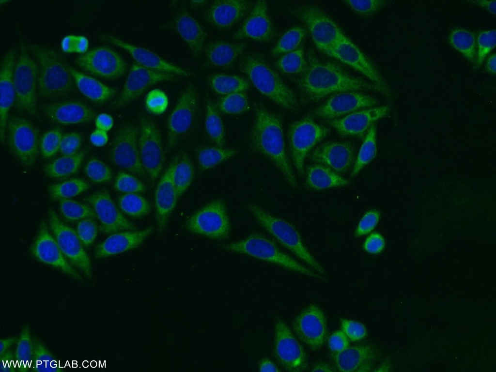 RASIP1 Polyclonal antibody