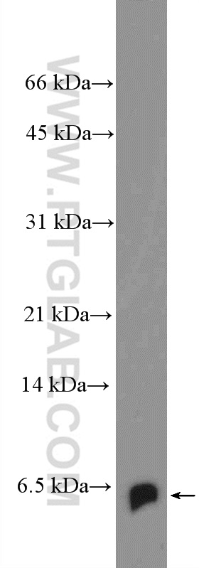 BOLA2 Polyclonal antibody