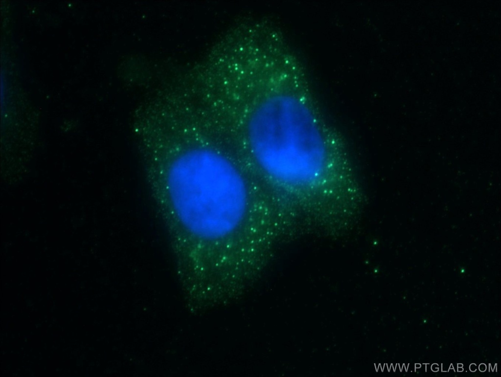 ZNF184 Polyclonal antibody
